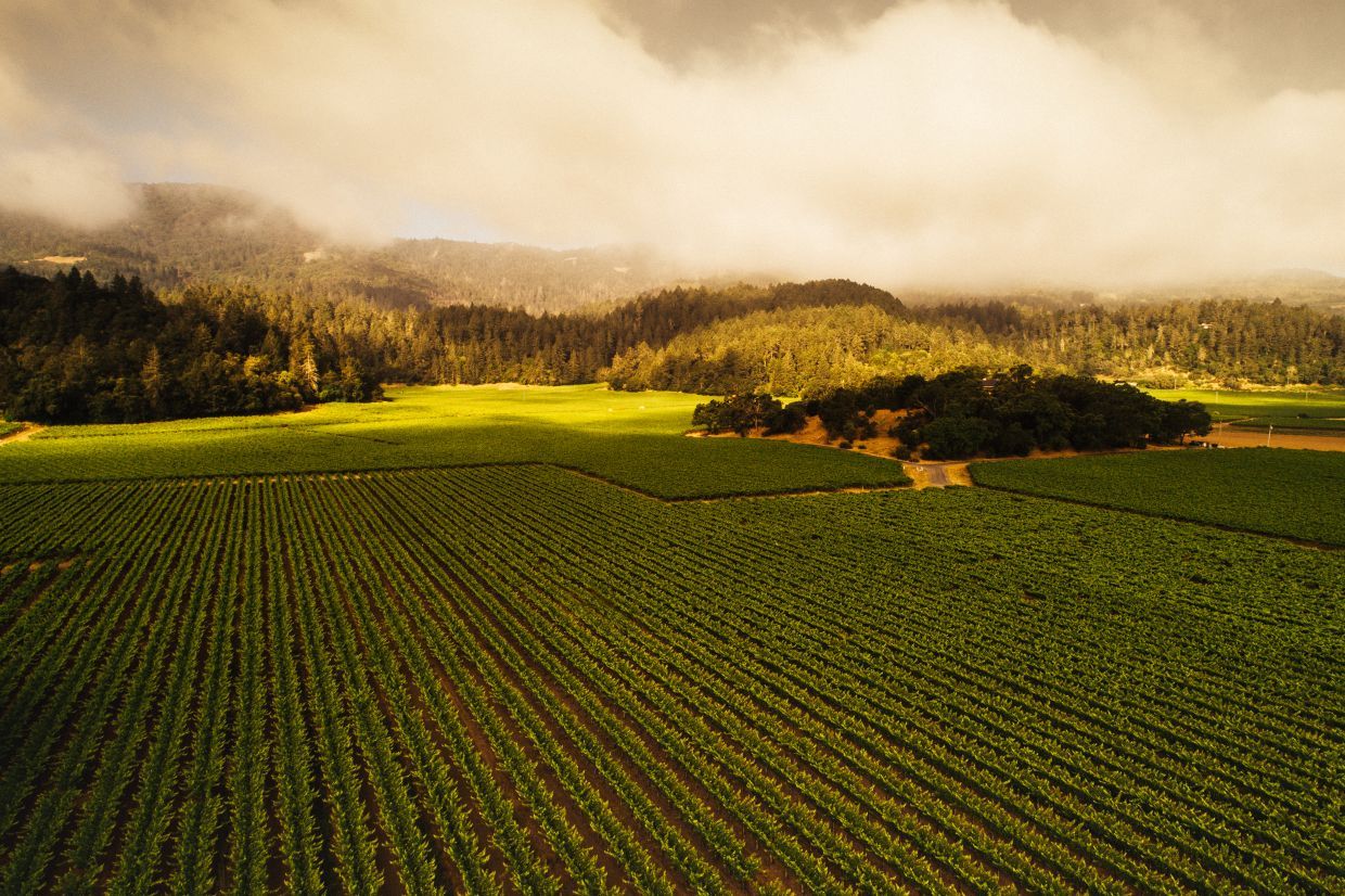 From Napa to Oregon: A Curated American Wine Discovery Dinner
